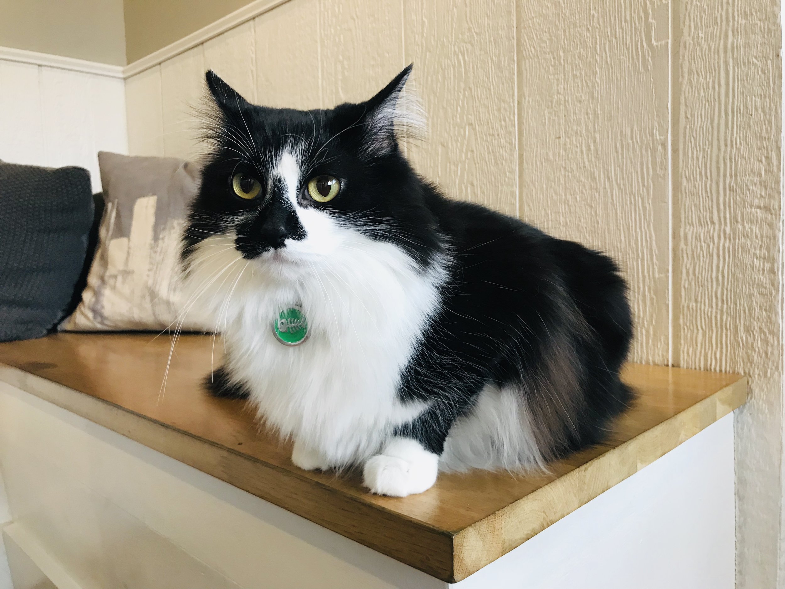 Gem City Catfe — The Neighbor's Cat